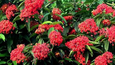 Ixora Coccinea
